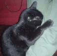missi