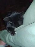 missi