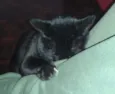 missi