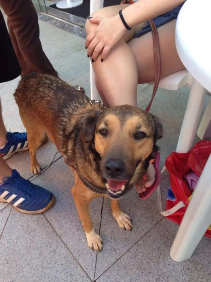 Cachorro ra a SRD idade 4 anos nome Dora