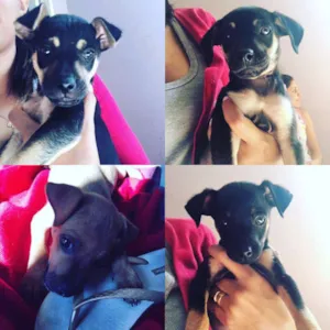 Cachorro raça SRD idade 2 a 6 meses nome Filhotes