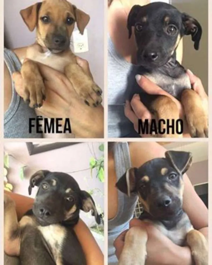 Cachorro ra a SRD idade 2 a 6 meses nome Filhotes