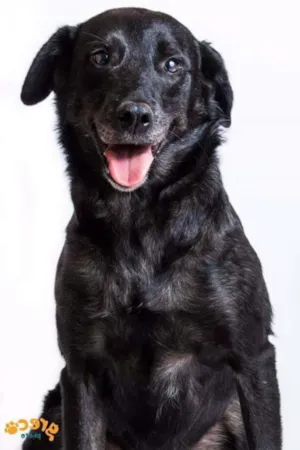 Cachorro raça SRD idade 5 anos nome Raposinho