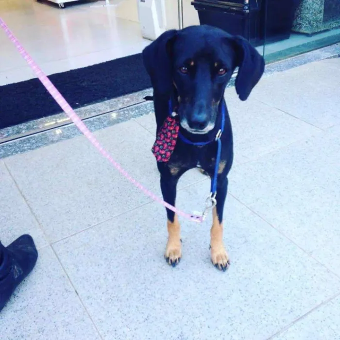 Cachorro ra a SRD idade 1 ano nome Negresco