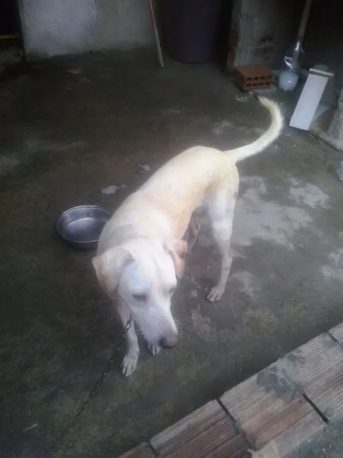 Cachorro ra a VIRA LATA idade 3 anos nome TININHA