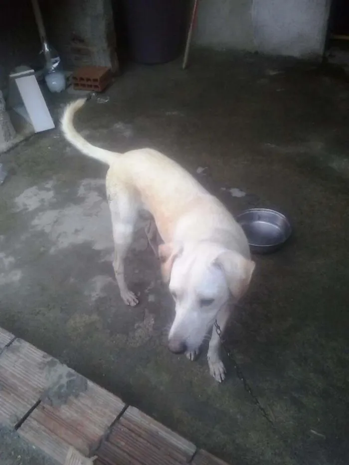 Cachorro ra a vira-lata idade 1 ano nome bilu