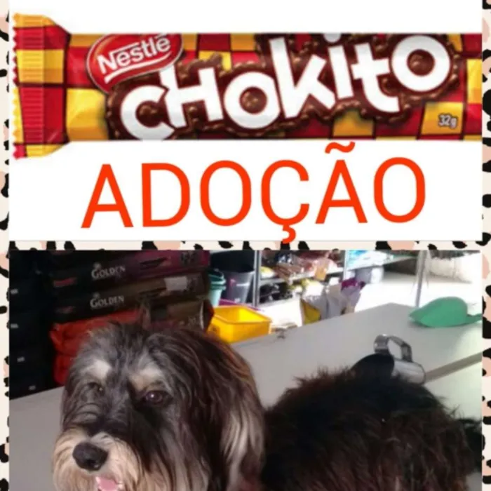 Cachorro raça srd idade 1 ano nome Chokito