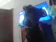 Pretinha