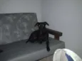 Pretinha