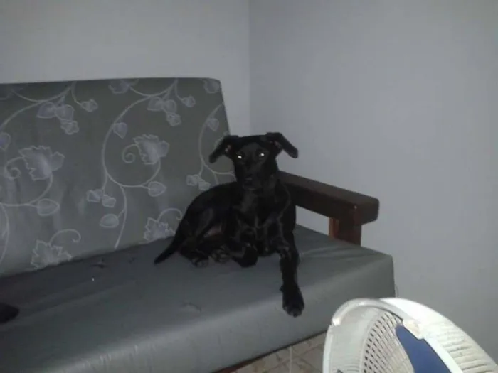 Cachorro ra a vira lata idade 7 a 11 meses nome Pretinha
