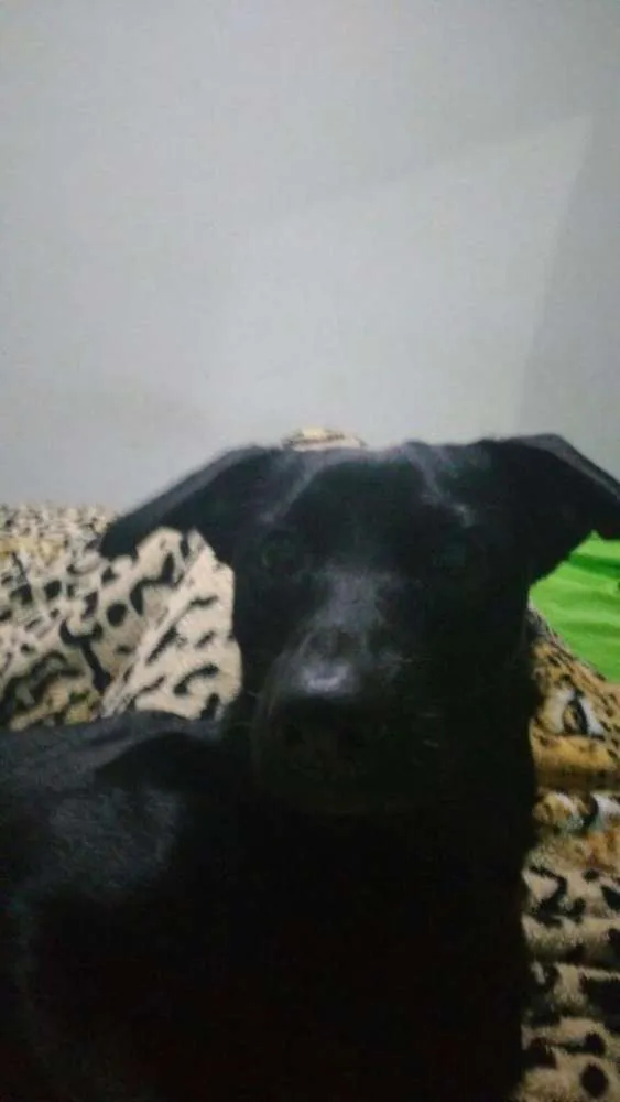 Cachorro ra a vira lata idade 7 a 11 meses nome Pretinha