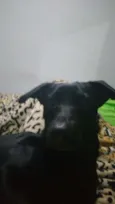 Pretinha