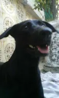 Pretinha