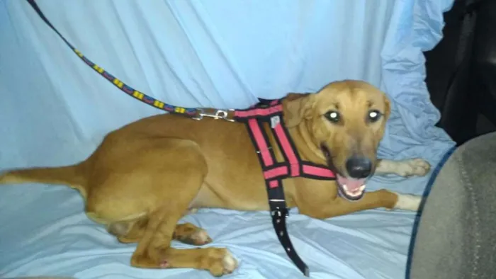Cachorro ra a SRD idade 2 anos nome Max