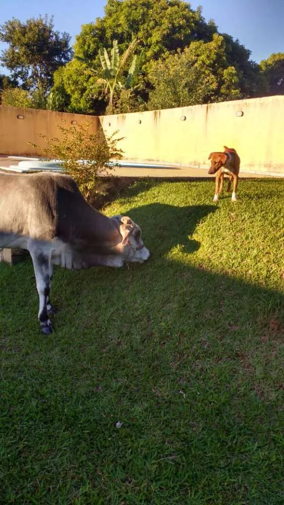 Cachorro ra a SRD idade 2 anos nome Max