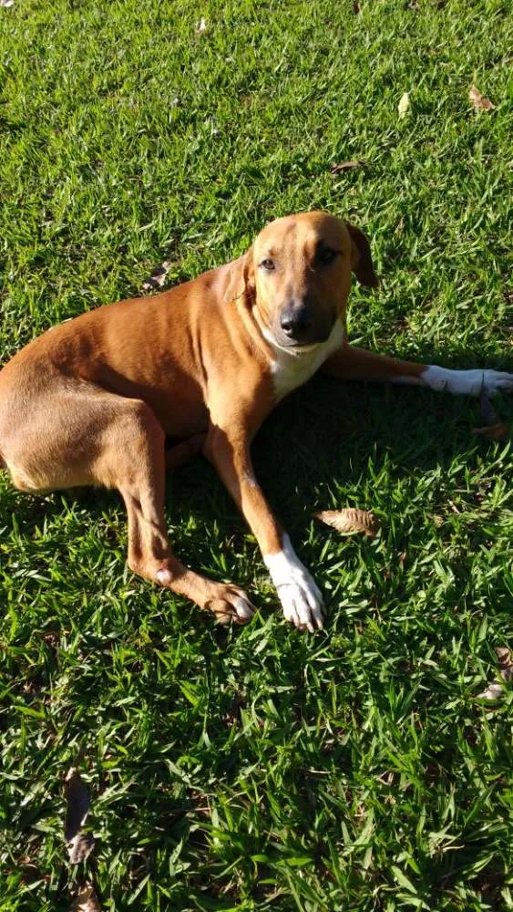 Cachorro ra a SRD idade 2 anos nome Max