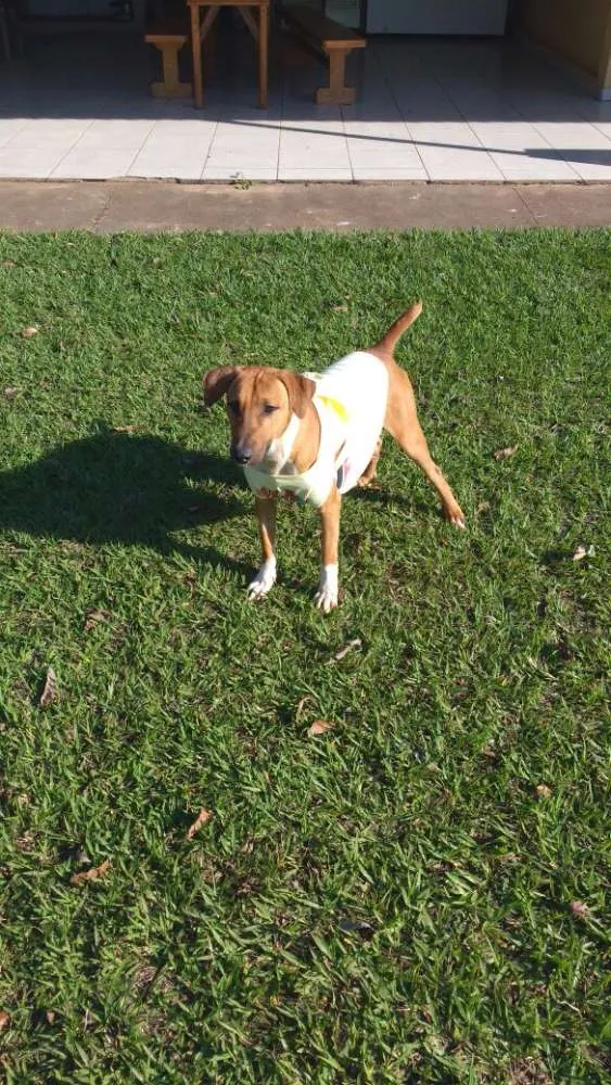 Cachorro ra a SRD idade 2 anos nome Max