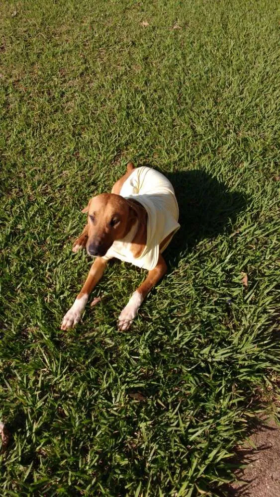 Cachorro ra a SRD idade 2 anos nome Max
