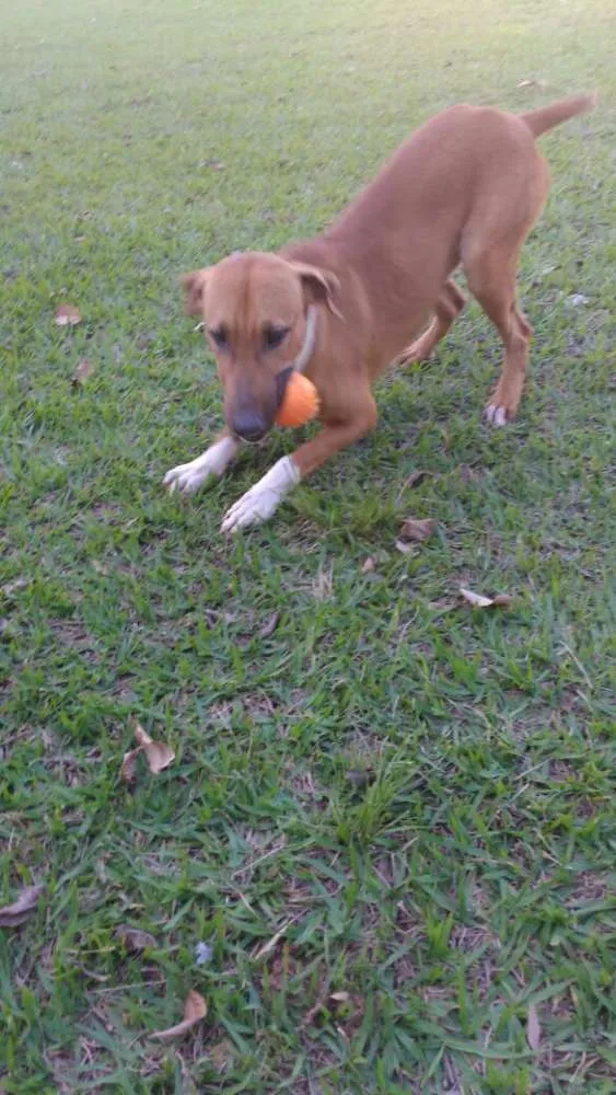 Cachorro ra a SRD idade 2 anos nome Max