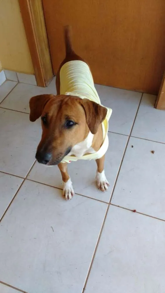 Cachorro ra a SRD idade 2 anos nome Max