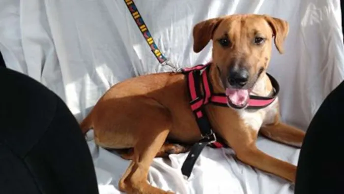 Cachorro ra a SRD idade 2 anos nome Max