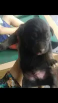 ted