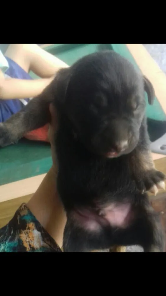 Cachorro ra a vira lata idade Abaixo de 2 meses nome ted