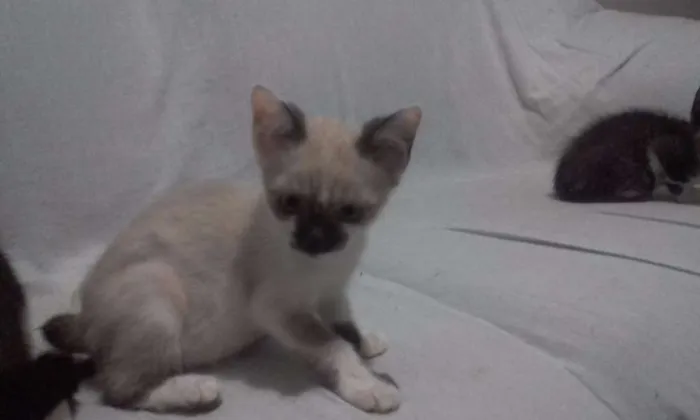 Gato raça Sem raça idade 2 a 6 meses nome Sem nome