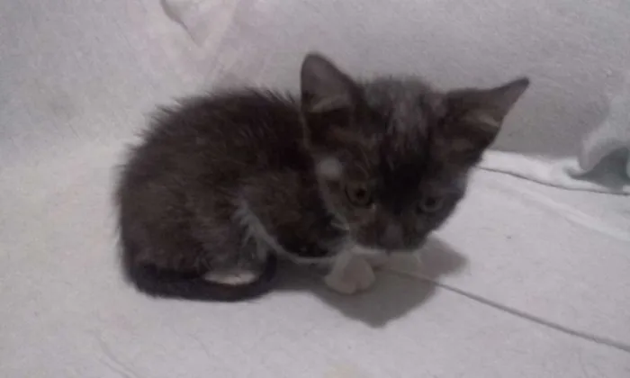 Gato raça Sem raça idade 2 a 6 meses nome Sem nome