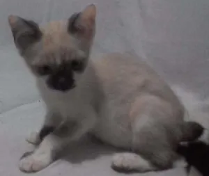Gato raça Sem raça idade 2 a 6 meses nome Sem nome