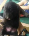 ted