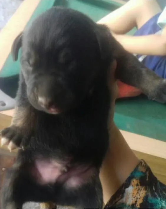Cachorro ra a vira lata idade Abaixo de 2 meses nome ted