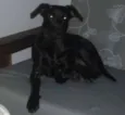 Pretinha