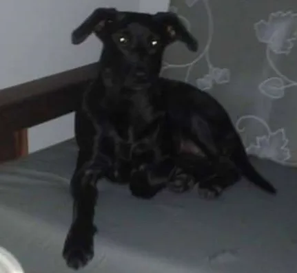 Cachorro ra a vira lata idade 7 a 11 meses nome Pretinha