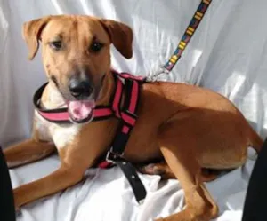Cachorro raça SRD idade 2 anos nome Max