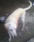 bilu