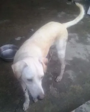 Cachorro raça vira-lata idade 1 ano nome bilu