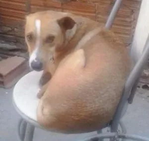 Cachorro raça VIRA LATA idade 3 anos nome TININHA