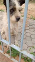 Desconhecido 