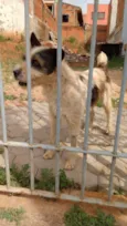 Desconhecido 