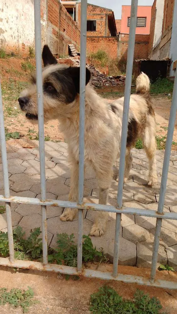 Cachorro ra a SRD idade 2 anos nome Desconhecido 