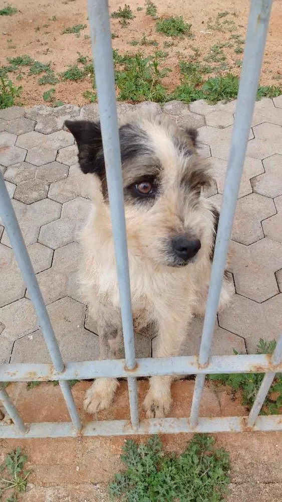 Cachorro ra a SRD idade 2 anos nome Desconhecido 