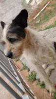 Desconhecido 