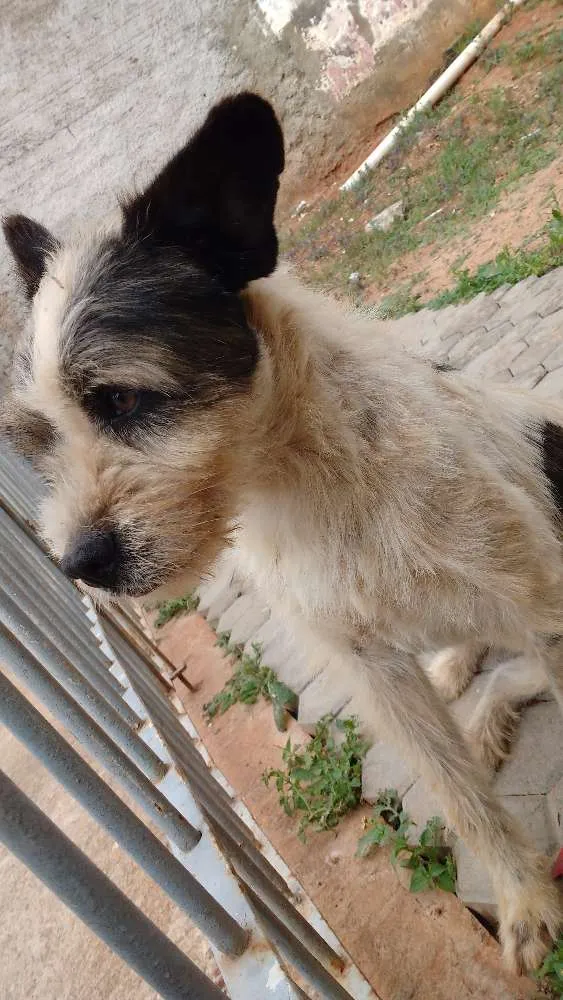Cachorro ra a SRD idade 2 anos nome Desconhecido 