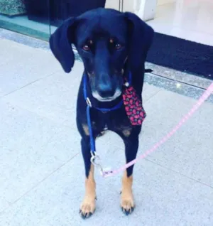 Cachorro raça SRD idade 1 ano nome Negresco