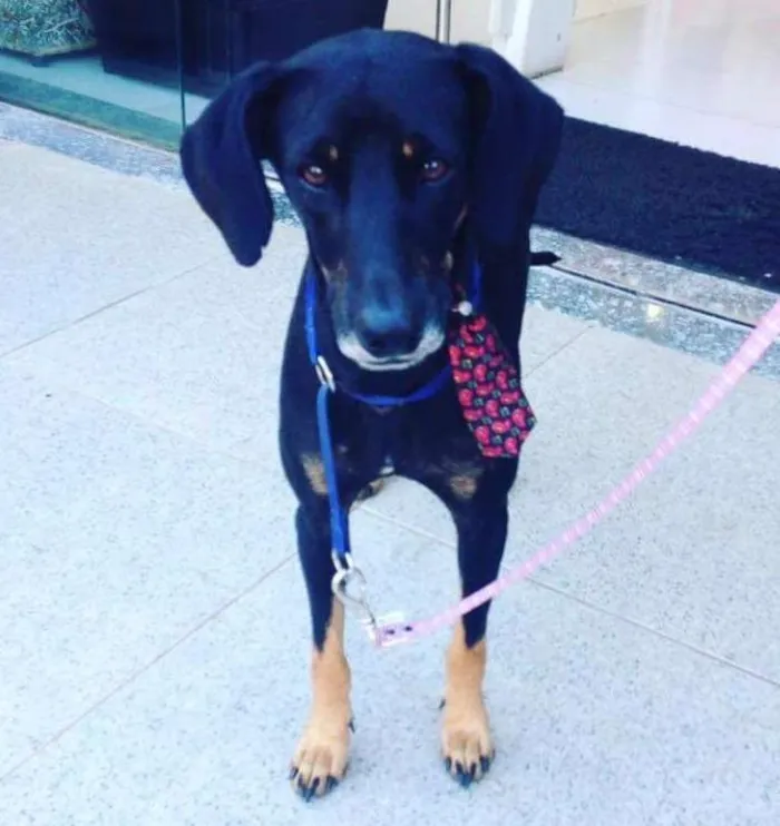Cachorro ra a SRD idade 1 ano nome Negresco