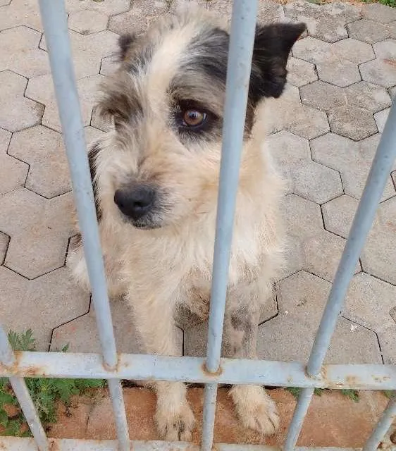 Cachorro ra a SRD idade 2 anos nome Desconhecido 