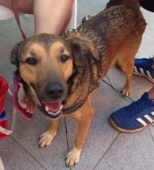 Cachorro raça SRD idade 4 anos nome Dora
