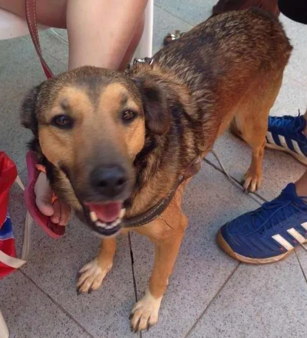 Cachorro ra a SRD idade 4 anos nome Dora