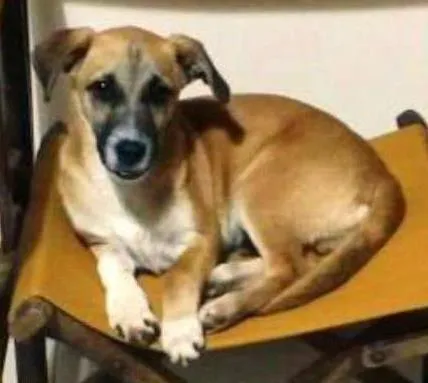 Cachorro ra a SRD idade 2 a 6 meses nome Feijão GRATIFICA